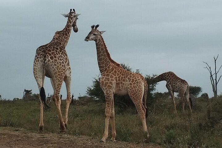 Full Day Kruger Safari Open Vehicle  - Photo 1 of 8